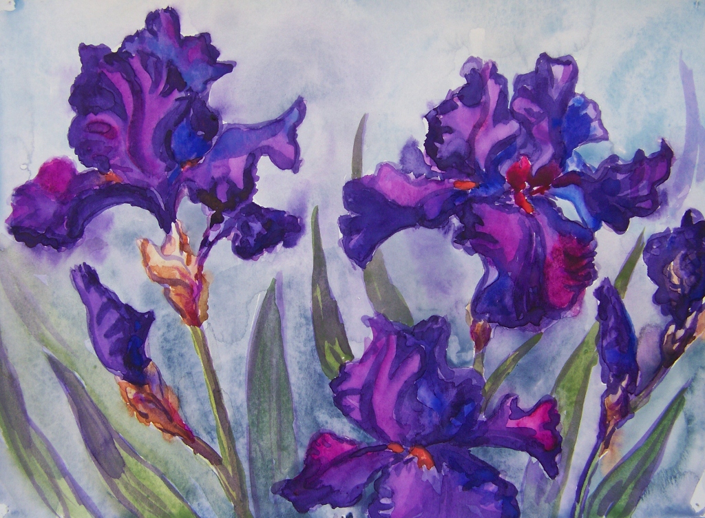 purple iris w/c